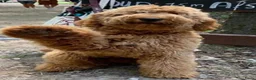 Australian Labradoodle honden te koop: Geweldige Australian Labradoodle Pups M/L ❤️❤️💙 - Advertentie 12