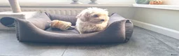 Maltipoo honden te koop: Maltipoo pups. Ouders aanwezig.  - Advertentie 2