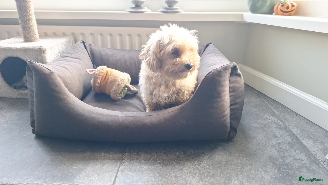 Maltipoo honden te koop: Maltipoo pups. Ouders aanwezig.  - Advertentie 2