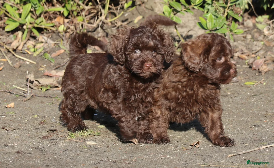 Kruising honden te koop: maltipoo/shihpoo pups beschikbaar - Advertentie 3