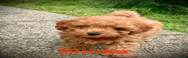 Poedel Toy 1