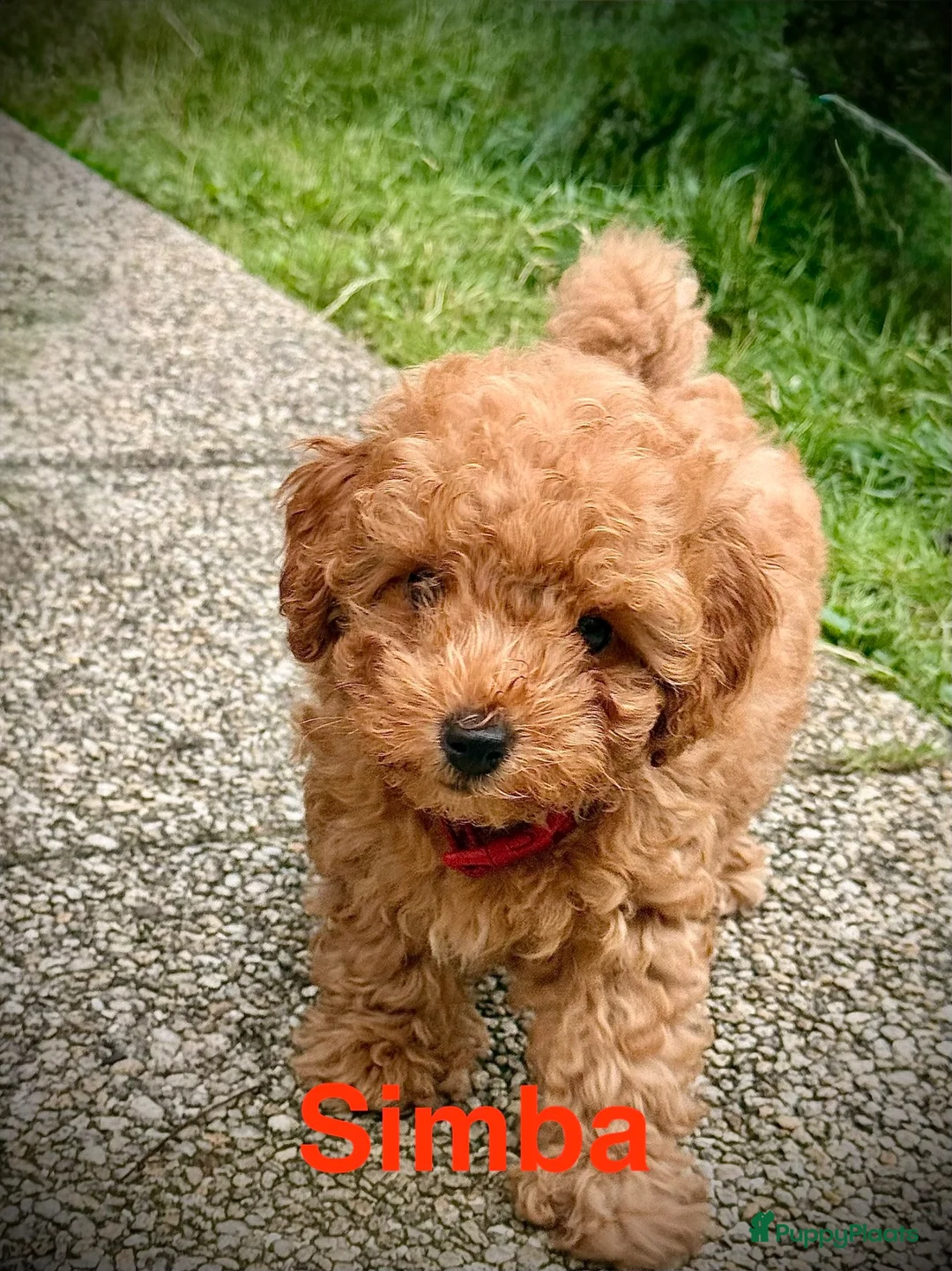 Poedel Toy honden te koop: LAATSTE teacup toy poedel beschikbaar!! - Advertentie 7