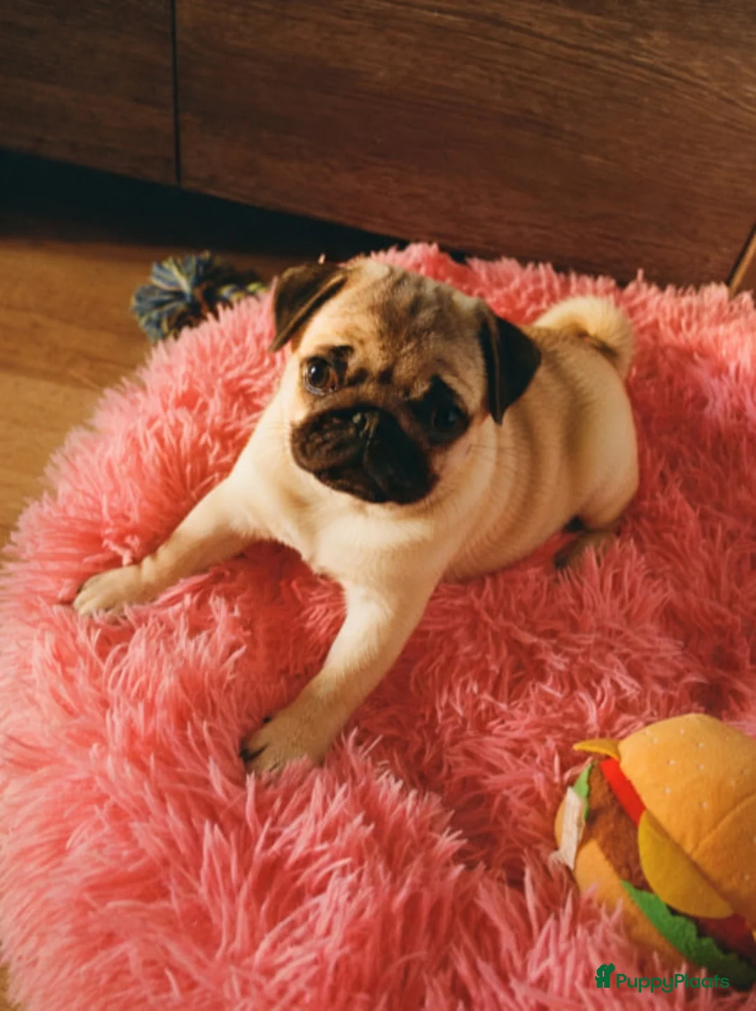 Mopshond honden te koop: Mopspuppy - Advertentie 2