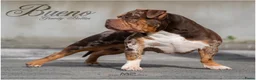 Amerikaanse Bully honden ter dekking: American Bully pocket dekreu  - Advertentie 3
