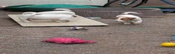 Jack Russel Terriër honden te koop: Nog 4 lieve Jack Russell pups met stamboom  - Advertentie 19