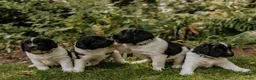 Friese Stabij honden te koop: 3 friese stabij reutjes - Advertentie 7