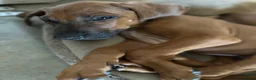 Rhodesian Ridgeback honden te koop: 10 prachtige Rhodesian Ridgeback pups te koop - Advertentie 10