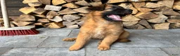 Tervuerense Herder honden te koop: Baskische herder teefje zoekt gastgezin - Advertentie 7