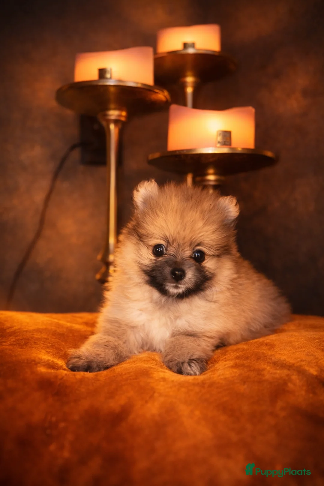 Pomeriaan honden te koop: Pomeriaan pups - Advertentie 18