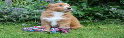 Nova Scotia Duck Tolling Retriever honden te koop: Mooie nova scotia duck tolling retriever pups  - Advertentie 4