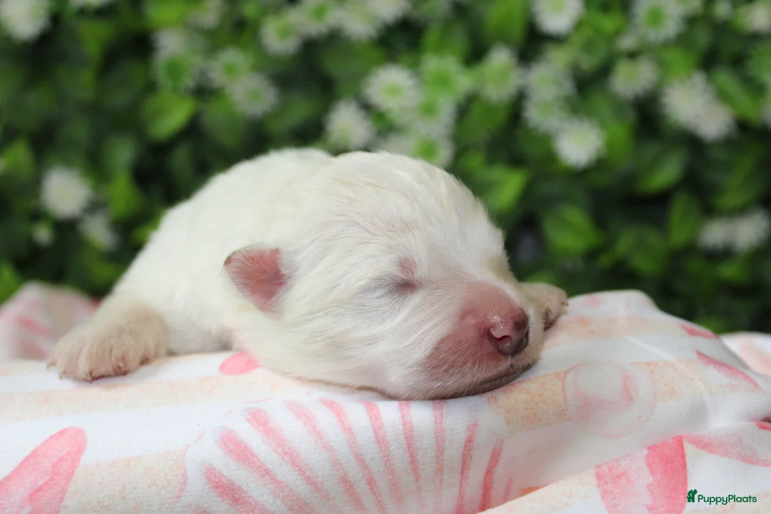 Samojeed honden te koop: Samojeed puppy’s  - Advertentie 2