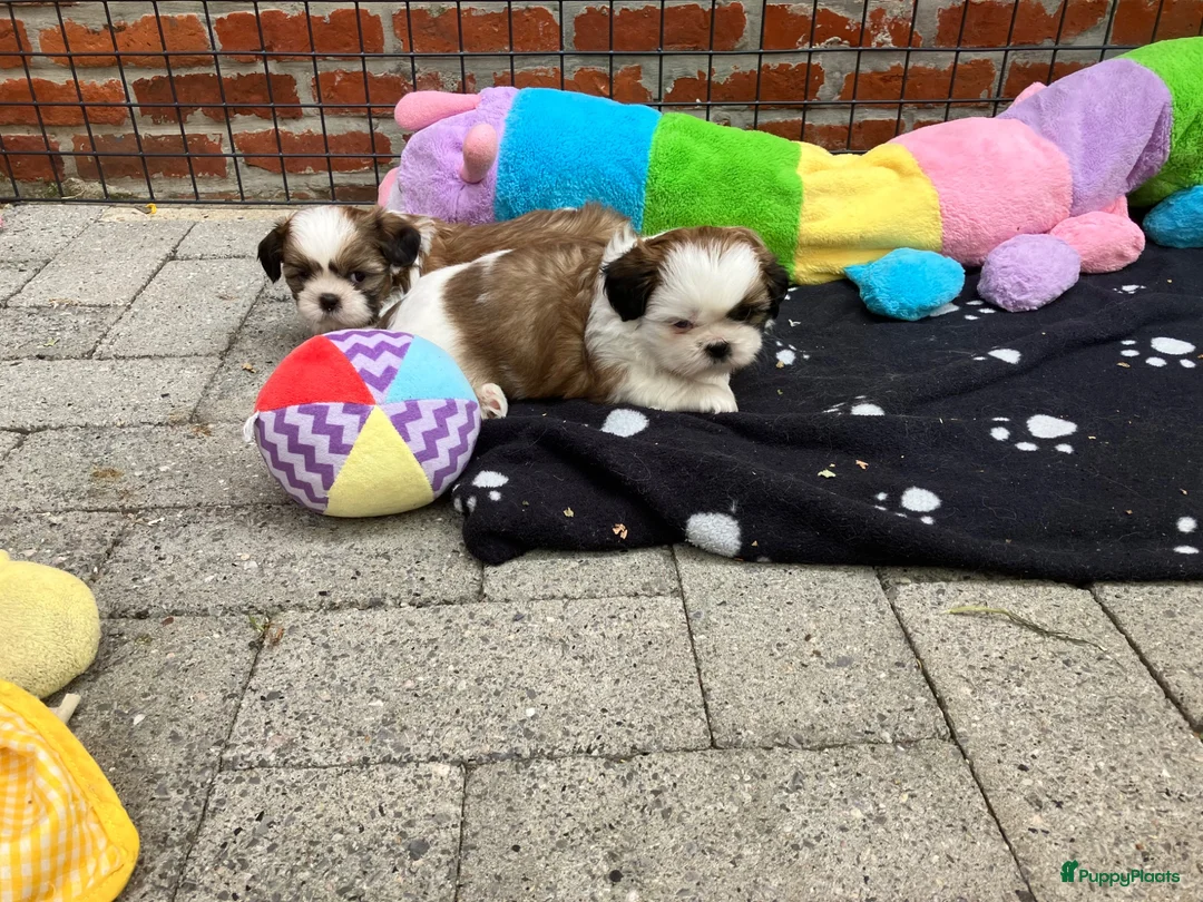 Shih Tzu honden te koop: 2 Shih Tzu pups  - Advertentie 2