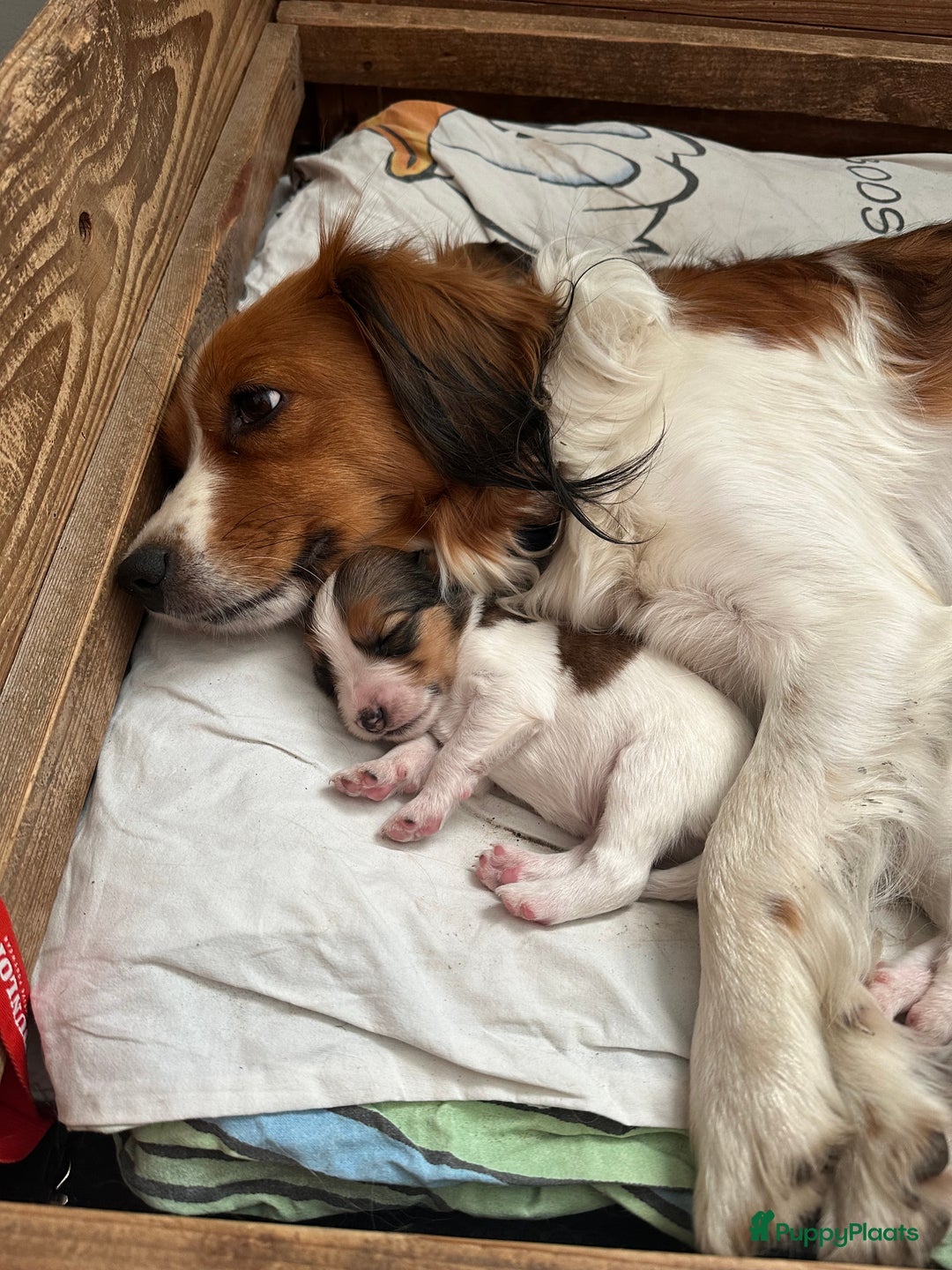 Kooikerhondje honden te koop: Kooiker pups  - Afbeelding 2