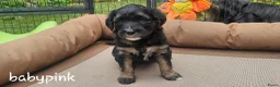 Bearded Collie honden te koop: Bearded Collie outcross - Advertentie 7