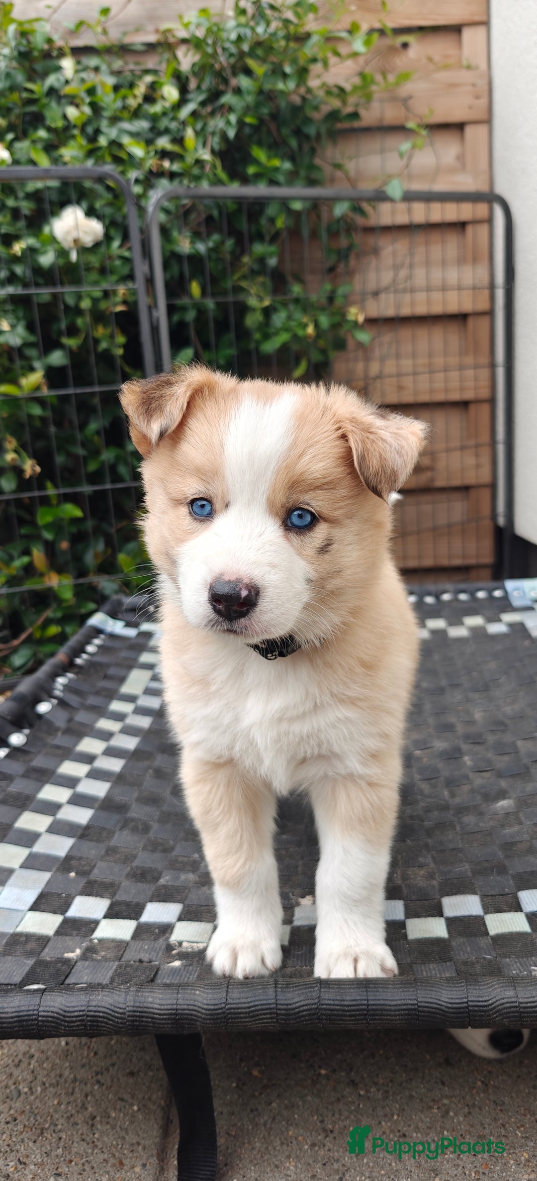 Kruising honden te koop: Borsky pup, Husky x Border Collie - Afbeelding 14