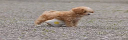 Maltipoo honden te koop: Lieve Maltipoo pups - Advertentie 15