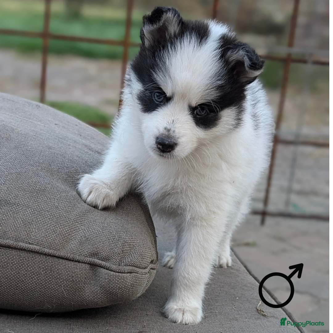 Pomsky honden te koop: Prachtige pomskypups  - Afbeelding 9