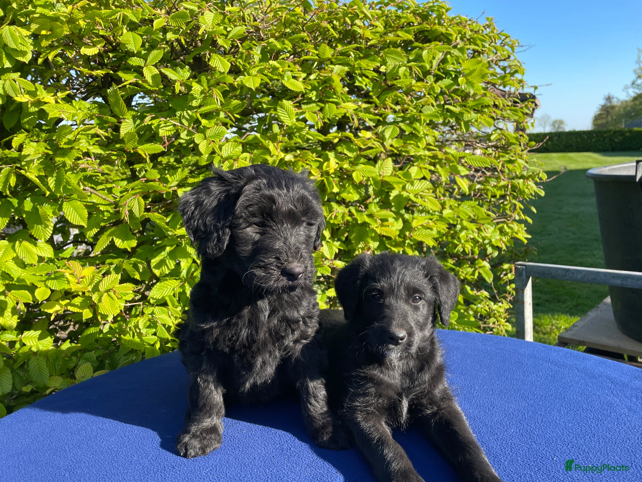 Labradoodle honden Doodle Pups - Advertentie 3