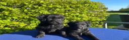 Labradoodle honden te koop: Doodle Pups - Advertentie 2