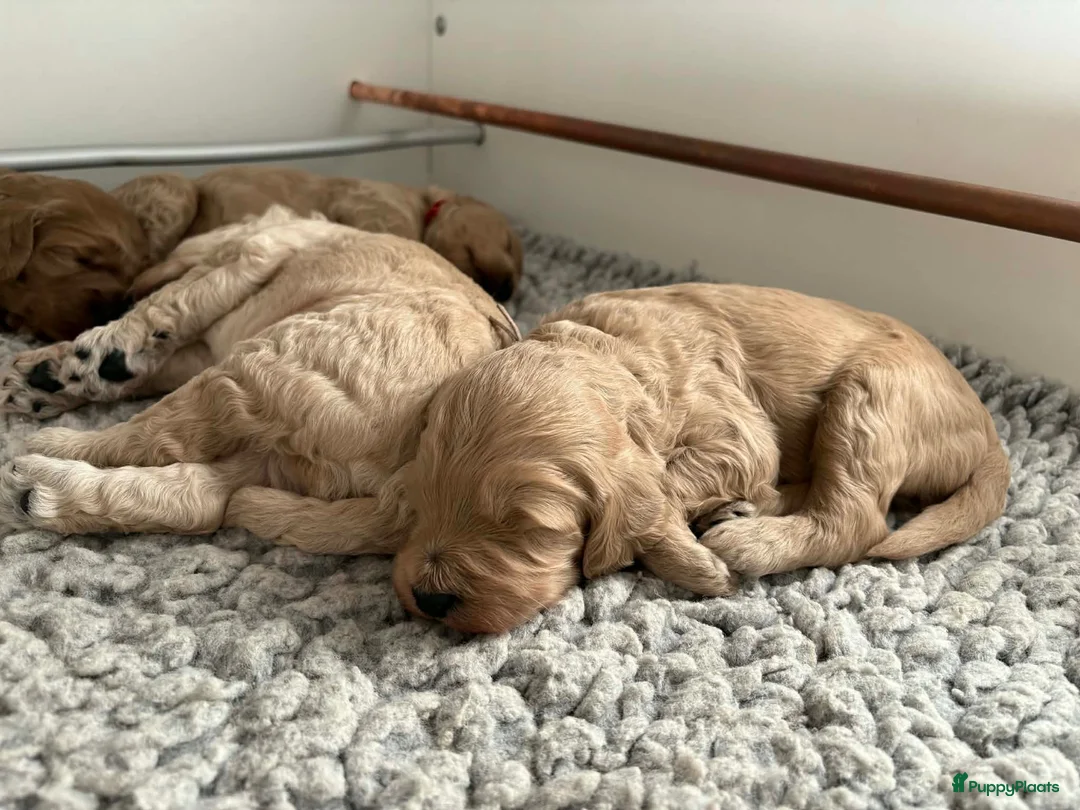 Labradoodle honden te koop: VERWACHT; Irish Golden Doodle pups  in Alblasserdam - Advertentie 4
