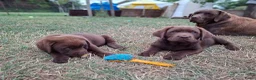 Labrador Retriever honden te koop: Raszuivere bruine labrador pups  - Advertentie 4