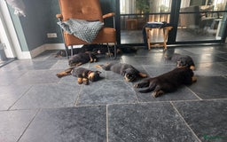 Rottweiler honden te koop: Nog 3 super lieve rottweiler reutjes. - Afbeelding 32