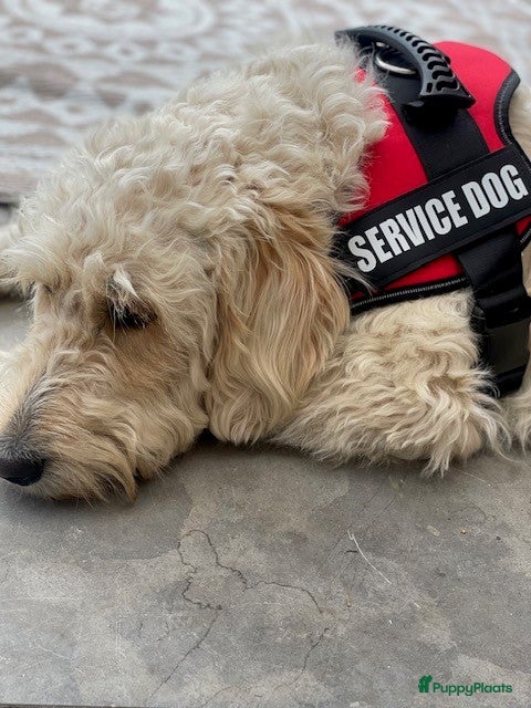 Goldendoodle honden Exclusieve Goldendoodle puppy’s large formaat - Advertentie 2