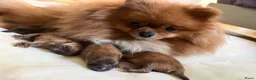 Pomeriaan honden te koop: Pomeriaan pups - Advertentie 3