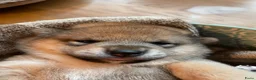 Shiba honden te koop: Mooie Shiba puppy’s zoeken een liefdevol thuis  - Advertentie 8