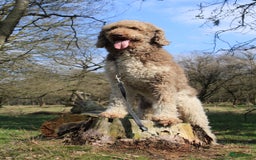 Poedel honden te koop: koningspoedel pups - Afbeelding 15
