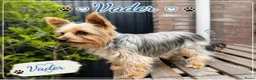 Yorkshire Terriër honden te koop:   Yorkshire Terrier pups – voor reservering‼️1‼️ 2 - Advertentie 2