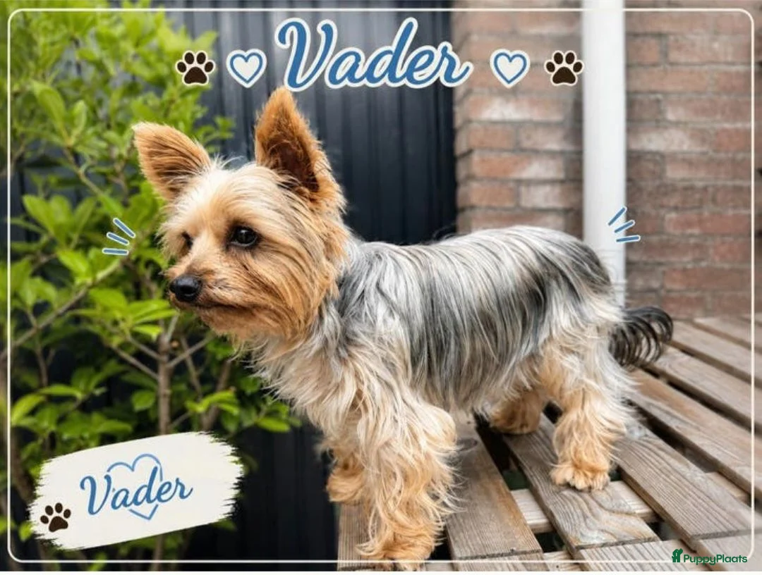 Yorkshire Terriër honden te koop:   Yorkshire Terrier pups – voor reservering‼️1‼️ 2 - Advertentie 2