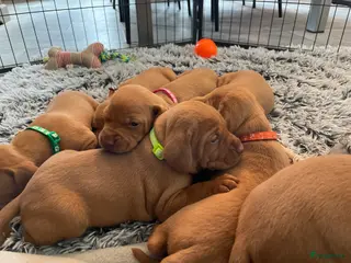 Vizsla korthaar honden Vizsla puppy’s - Advertentie 7