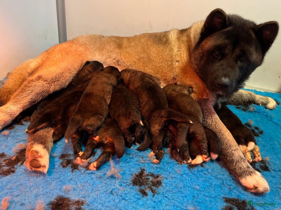 American Akita honden te koop: American Akita's Beschikbaar - Advertentie 11