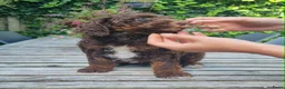 Australian Labradoodle honden te koop: Australian Labradoodle pups - Advertentie 6