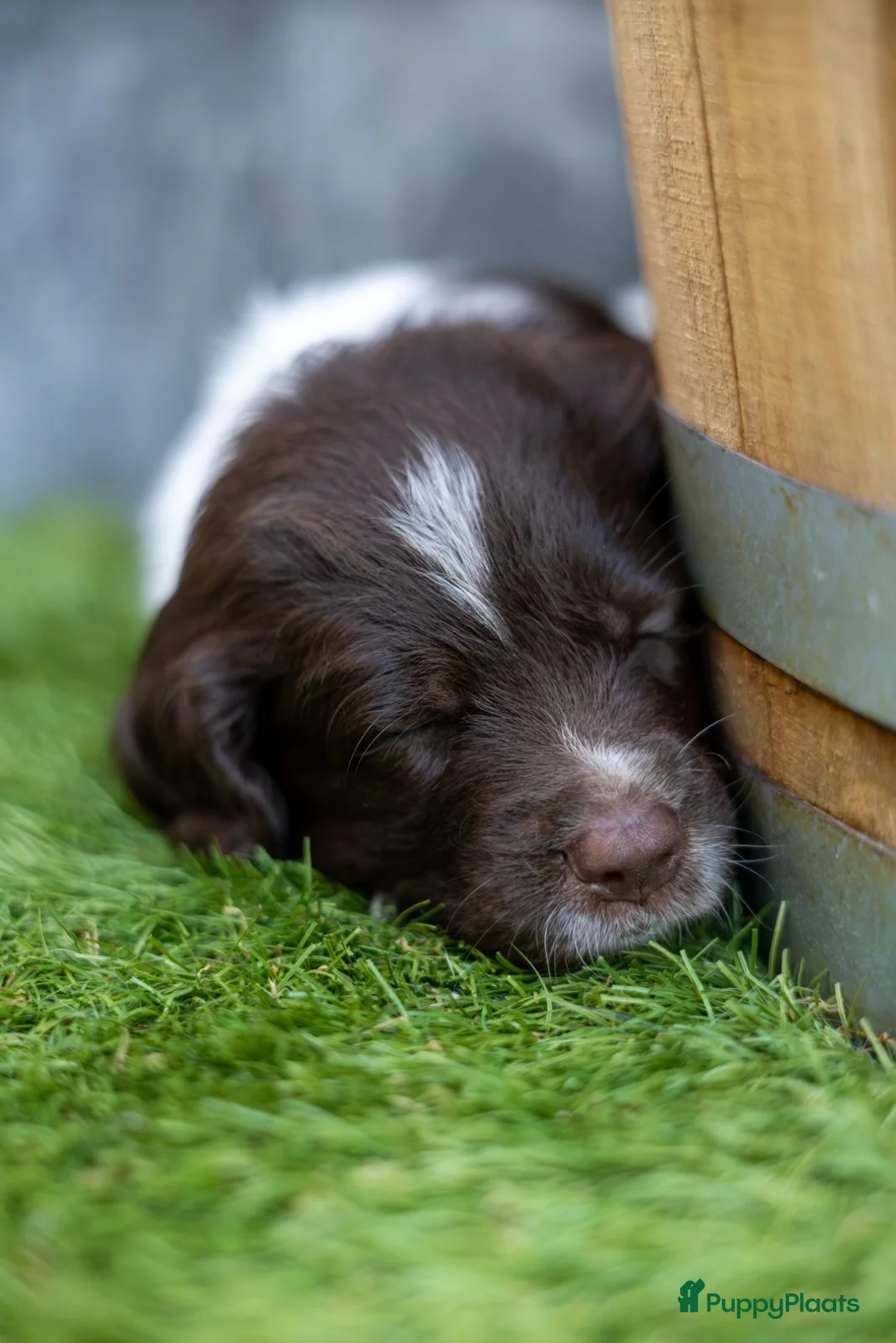 Kruising honden te koop: Geweldig nestje Heidewachtel x Friese stabij pups - Advertentie 10