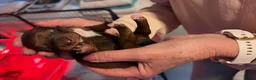 Kruising honden te koop: Teckel kruising pups  in Wanssum - Advertentie 5