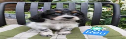 Kruising honden te koop: Prachtig nestje Boomer x EngelseCockerSpanielpups - Advertentie 7