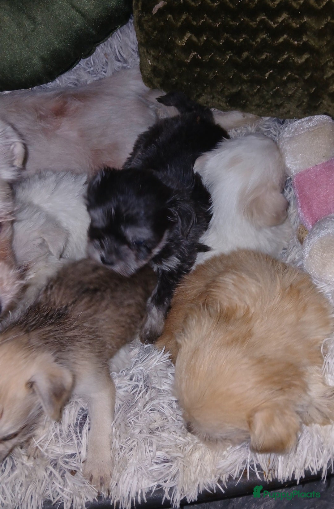 Boomer honden te koop: Prachtige boomer pups .mogen nestje verlaten!! - Afbeelding 20