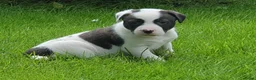 Kruising honden te koop: Border Collie Kruising pups  in Onstwedde - Advertentie 8