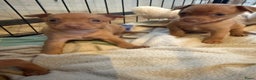 Dwergpinscher honden te koop: Dwergpinscher pups - Advertentie 14