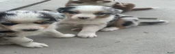 Australian Shepherd honden te koop: Aussies pups zoeken een gouden mandje  - Advertentie 6