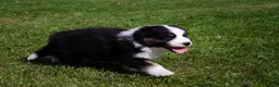 Australian Shepherd honden te koop: Australische herder pups geboren op boerderij (BE) - Advertentie 18