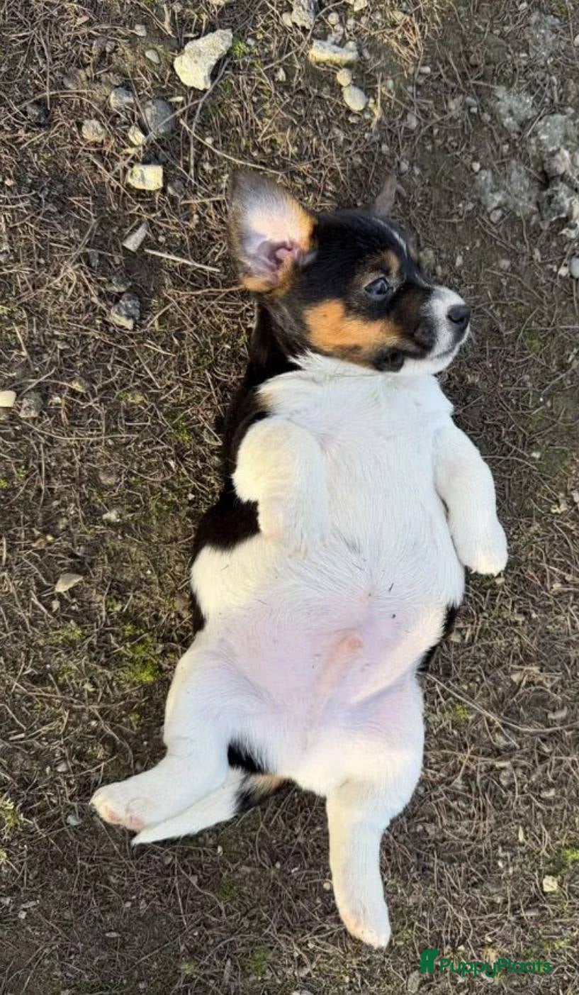 Jack Russel Terriër honden Jack Russell pups - Advertentie 2