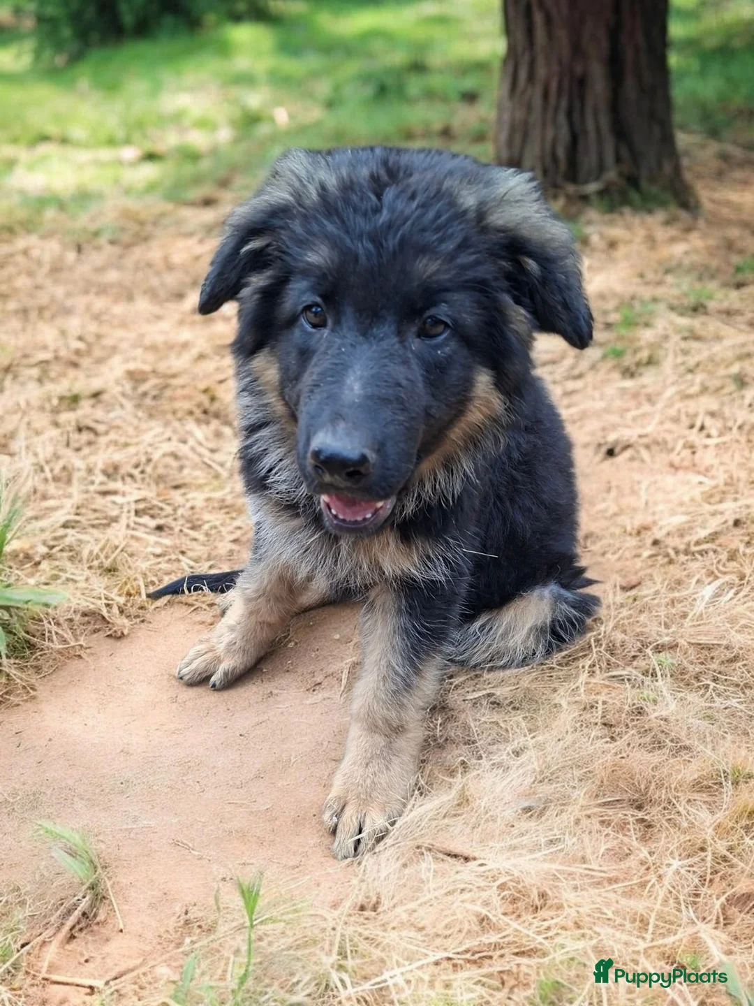 Duitse Herder honden te koop: Duitse herders  teefje  - Advertentie 2