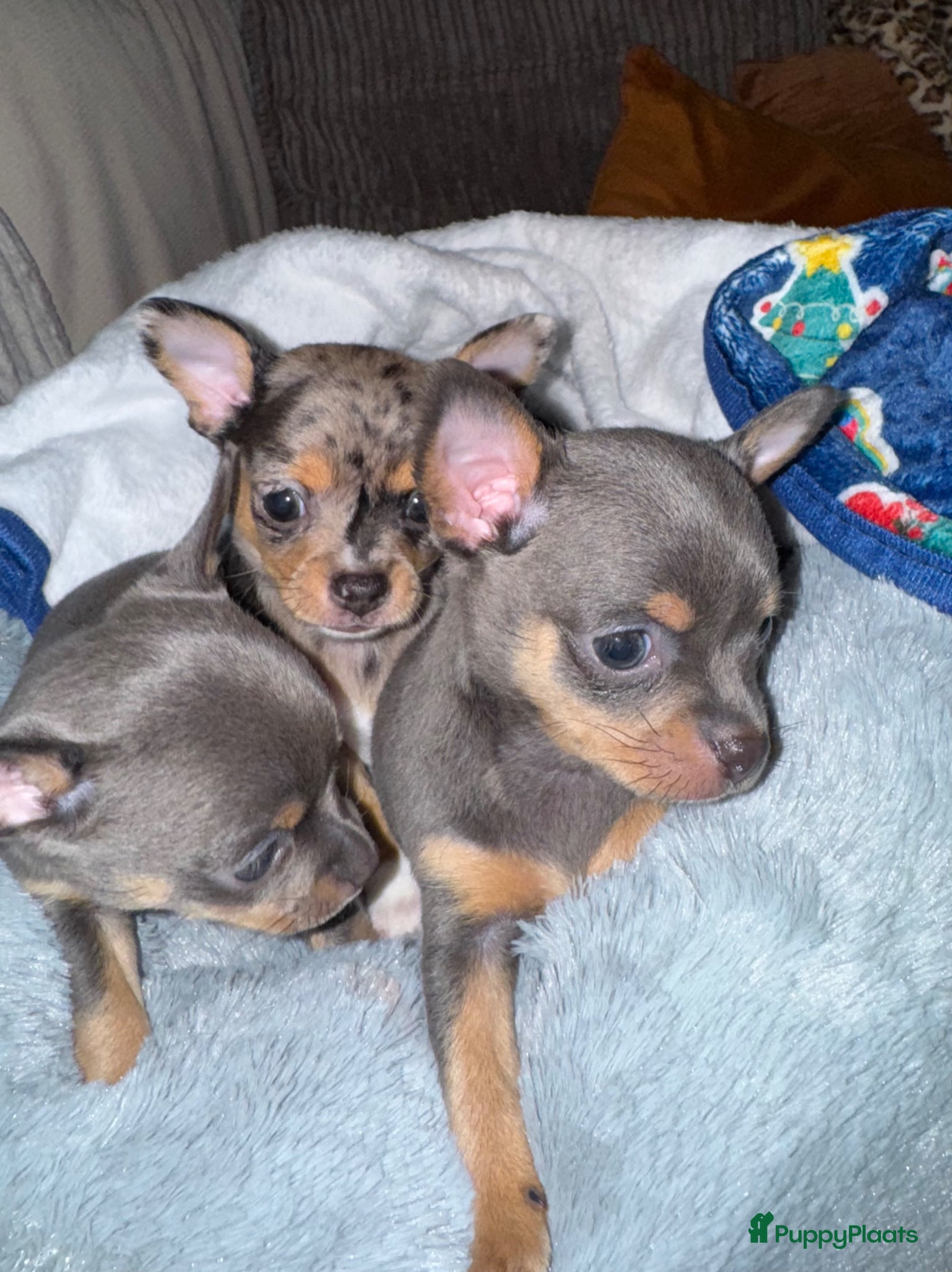 Chihuahua honden Zeer bijzondere mooie chihuahua pups te koop - Advertentie 17
