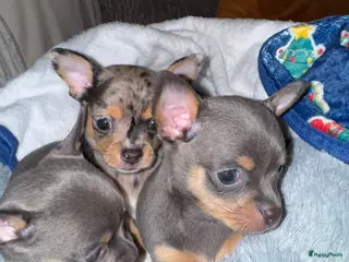 Chihuahua honden Zeer bijzondere mooie chihuahua pups te koop - Advertentie 17