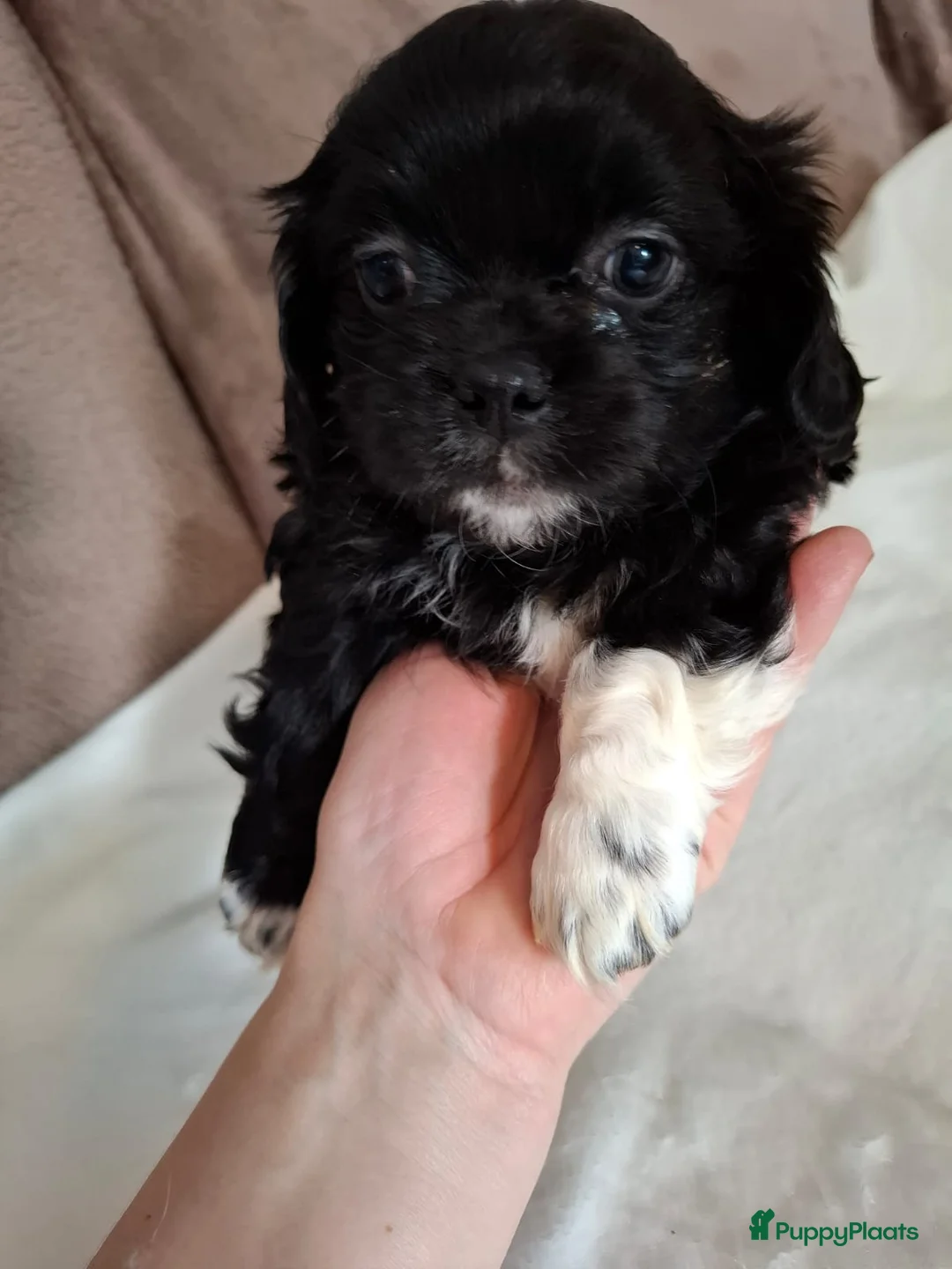 Kruising honden te koop: Mooi nestje boomerpups  - Advertentie 16