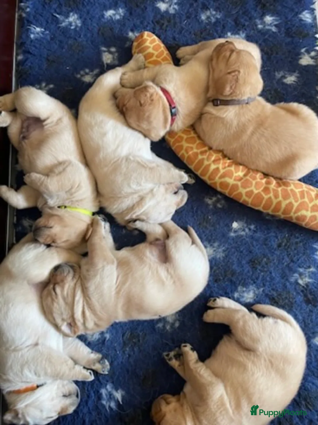 Labrador Retriever honden te koop: Gele labradorpups verwacht in Daarle - Advertentie 1