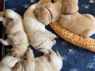 Labrador Retriever honden Gele labradorpups verwacht - Advertentie 1